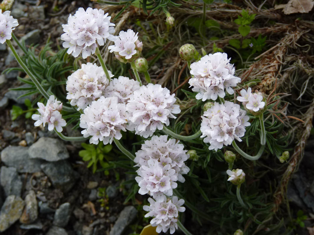 Armeria pubigera